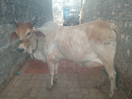 વેચવાની