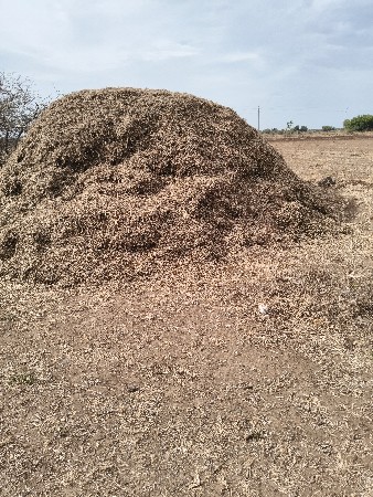 માંડવી ભુકો વેચવાનો છે,11 વિધાનો છે