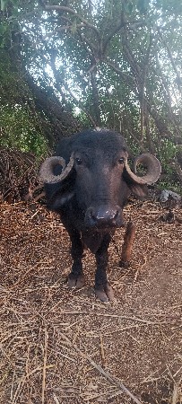 ભેંસ વેચવાની છે