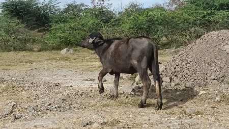 થંબનેલ 3