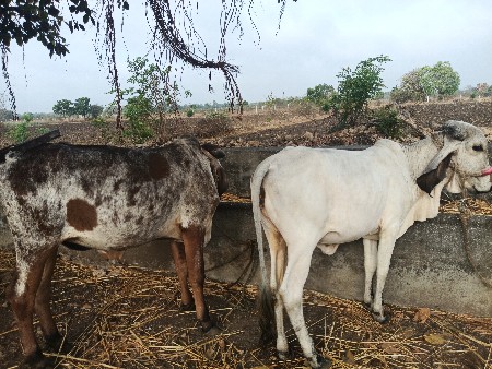 આ બંને  વેચવાની છે ઓડિયો