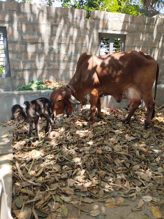 લાઇન વારી ગાય સે દેવાની સે