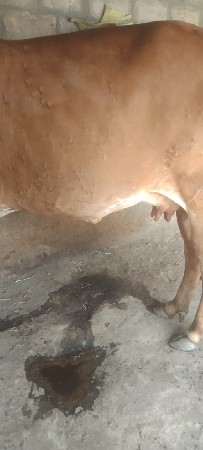 બીજુવૈતાર