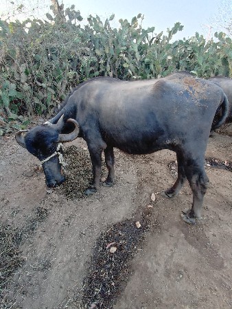 થંબનેલ 2