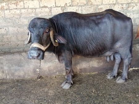 ભેંસ વેચવાની છે