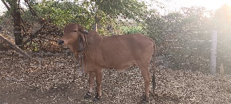 थंबनेल 3