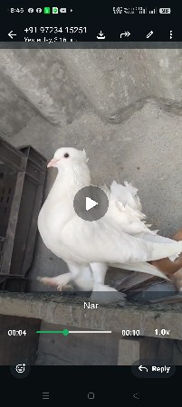 થંબનેલ 2