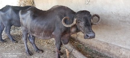 ભેંસ વેચવાની છે