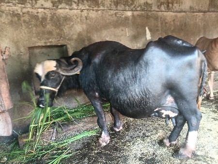 थंबनेल 2