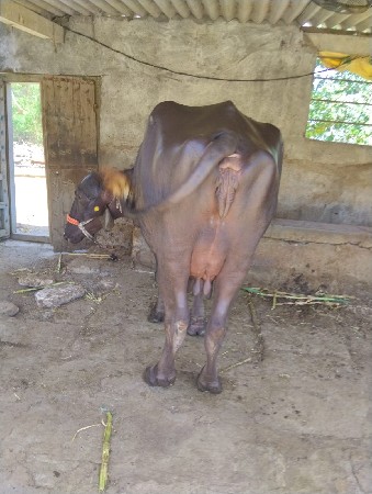 બીજું વેતરવાણીસે નીચે પાડી