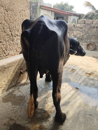 પેલ વેતરી ખળેલી વેચવાની છે