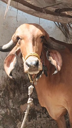 ગીર ગાય વેચવાની છે