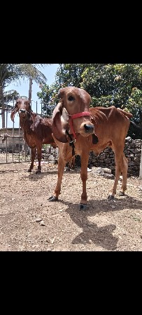 थंबनेल 3