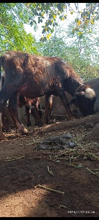 પાડો વેચવાનો છે