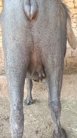 ખળૈલી વેશવાની છે