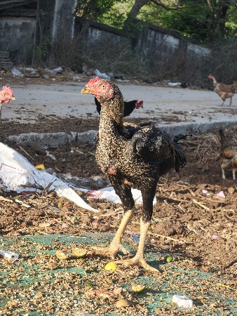 થંબનેલ 3