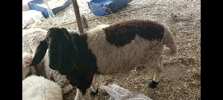 थंबनेल 2