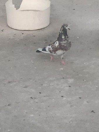 કબુતર વેચવાનું છે