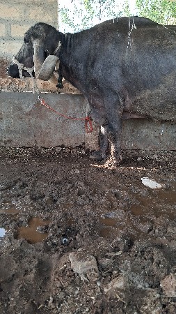 બે ભેસ વેસવા ની સે