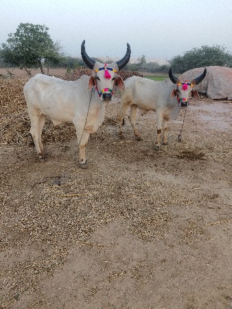 ગોઢલા વેચવાના છે