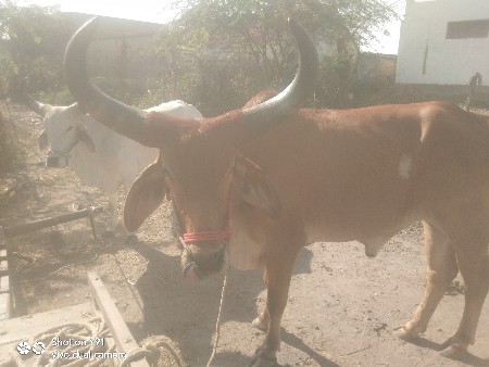 थंबनेल 3