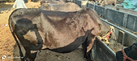 hf એચ ફ ગાય વેચવાની છે