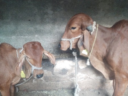 ૩ વરસ ની ગીર હોડકી વેચવાની છે.