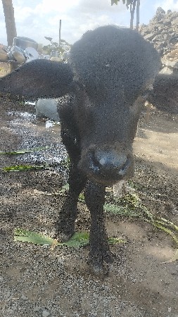 પેલુ વેતર