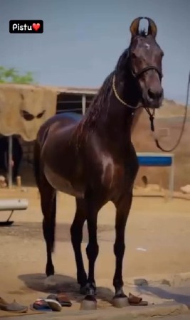 ઘોડી વેસવા ની છે