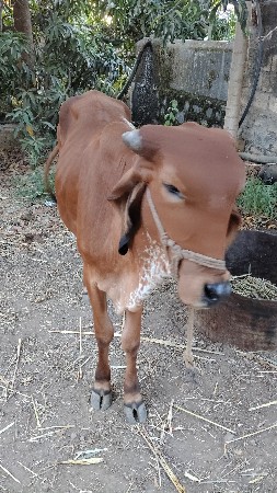 વાછડી વેસવાની છે