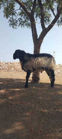 આ ઘેટો વેચવાનો છે