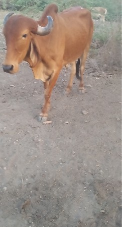 વેચવાનો