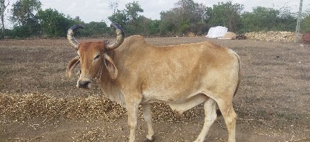 थंबनेल 2