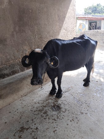 બીજાં વેતર ની ખળેલી વેચવાની છે