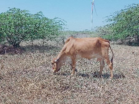 ગીર ગાય છે