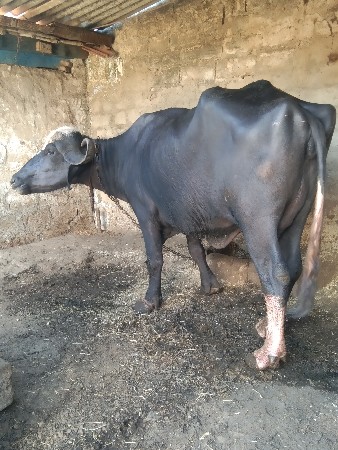 થંબનેલ 2