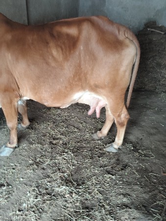 વેચવાની છે