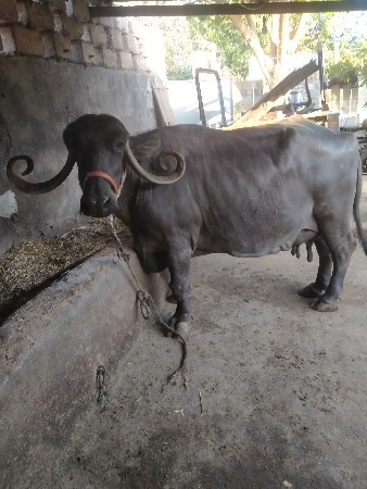 ભેંસ વેચવાની છે