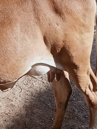 પેલું વેતર