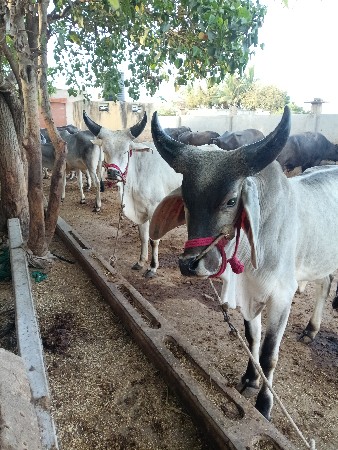આ બળદ વેચવાના છે