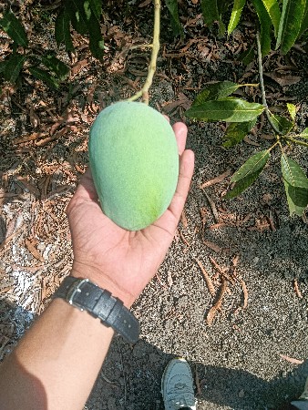 કેસર કેરી