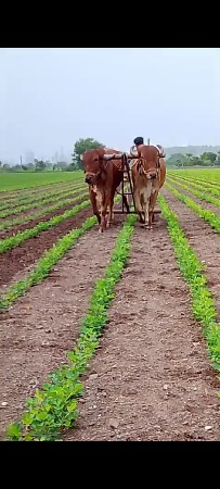 બળદ વેચવાના છે