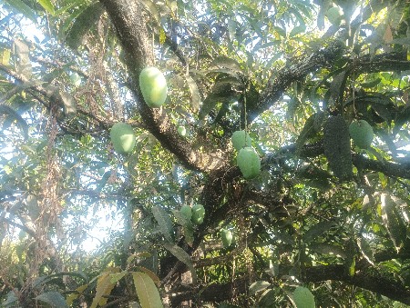 આંબાનો બગીચા નો હીજારો આપવાનો છે