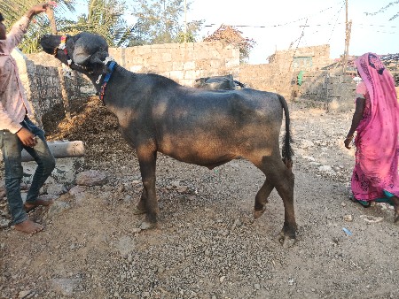 थंबनेल 3