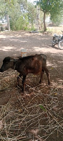 9723197610. ફોન કરો