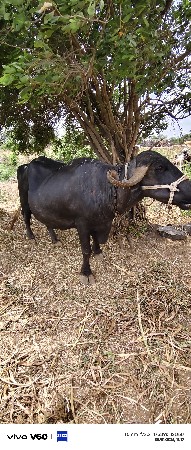 7.   8. લિટર દૂધ છે