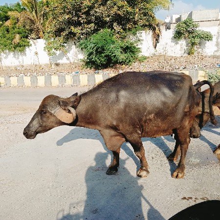 બીજું વેત્રણ ભેંસ છે