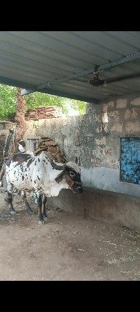 ગાય વેચવાની છે આવા ઉપર છે