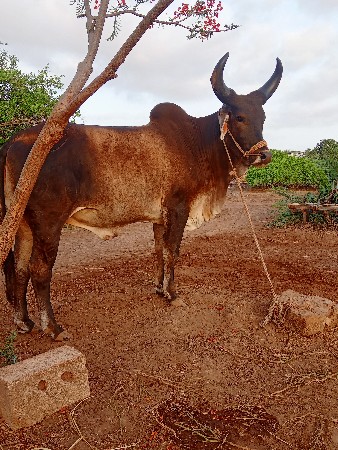 ,પેલી દર નો ગોઢલો વેચવાનો સે