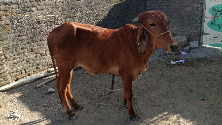 વાછડી